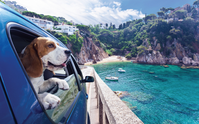 Five Tips to Take Pets on Trips