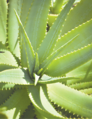 Getting to Know Succulents