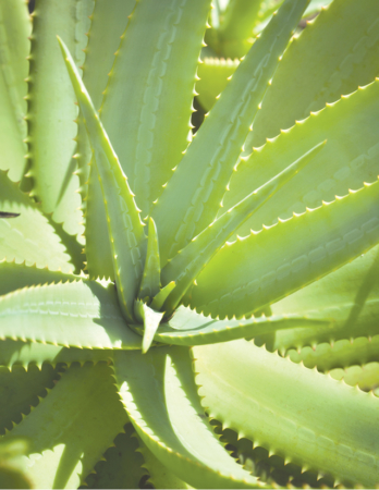 Getting to Know Succulents