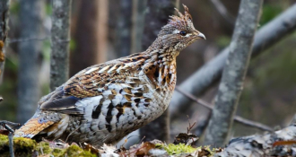 Ruffed Grouse Society CEO to Speak at Williamsport Sportsmen’s Banquet