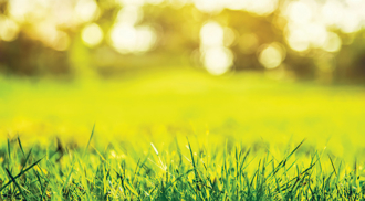 How to Control Crabgrass Before it Appears
