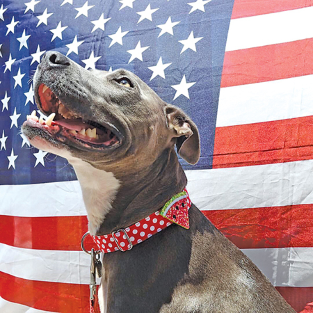 Seven Pet Safety Tips for Fourth of July