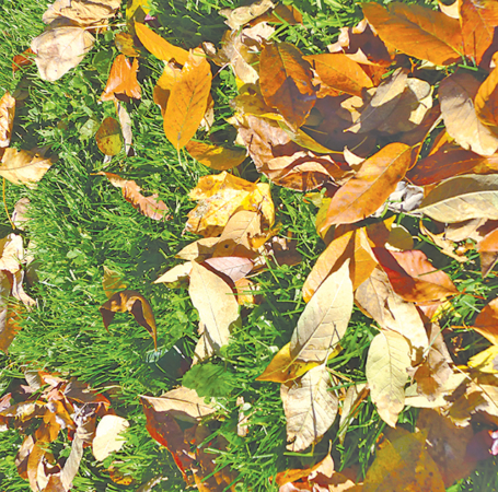 How Mulched Leaves Help Your Lawn