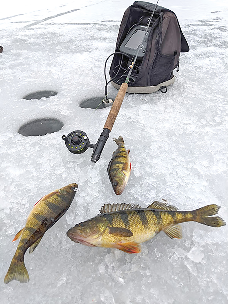 The Yellow Perch – Webb Weekly Online