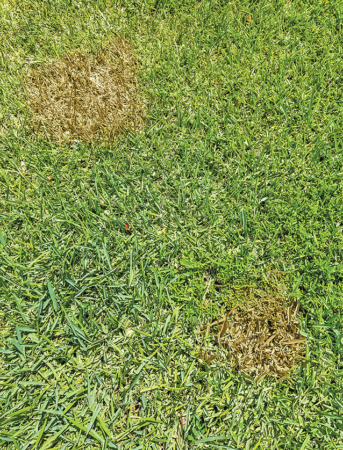 Repair Bare Spots in the Lawn