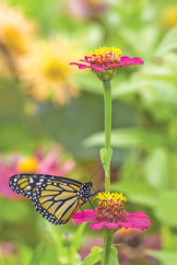 Pollinators are an Important Part of Gardens