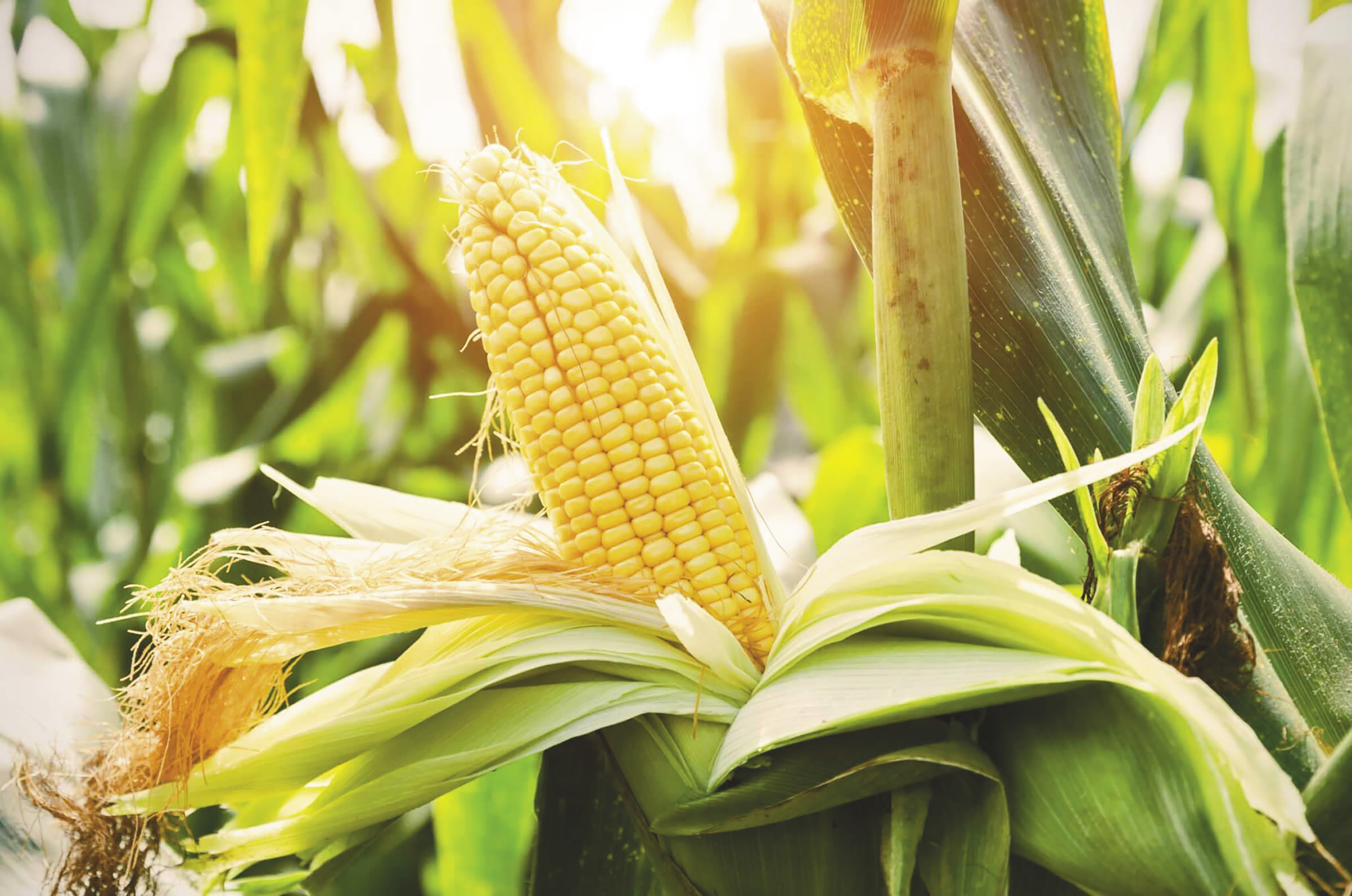 Sweet Corn – Webb Weekly Online