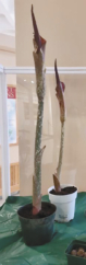 Rare Voodoo Lily on Display at the Taber Museum
