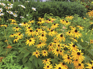 How to Care for Perennials