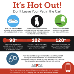 Protect Pets in Hot Weather