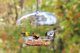 Attract More Birds to Your Backyard