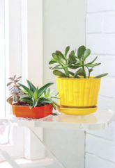 How to Help Houseplants Survive a Long Winter