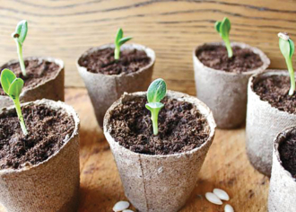 Seed Containers