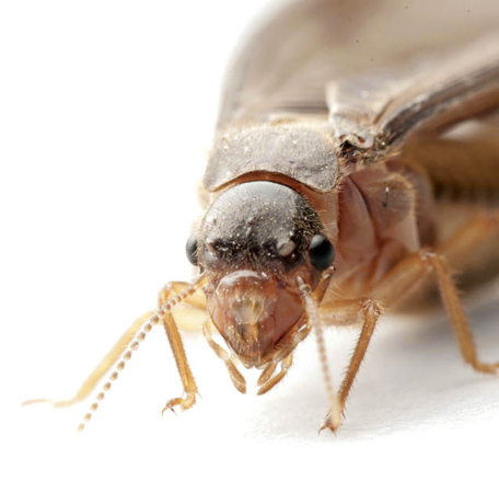 Signs of Pest Infestation at Home