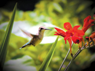 Simple Tips to Attract Hummingbirds to Your Yard