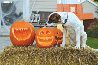 Five Tips to Keep Your Pets Safe This Halloween