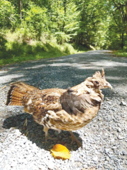 Are Grouse Going the Way of the Pheasant?