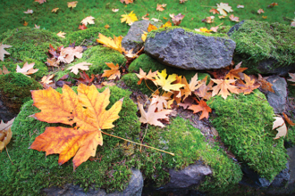 What to do About Moss in Your Lawn