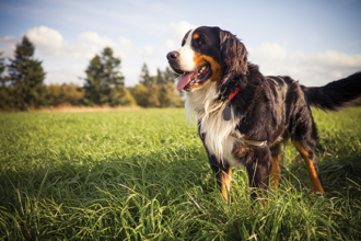 How to Prevent Lyme Disease in Dogs