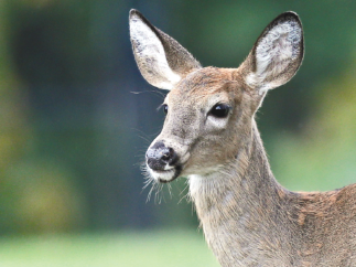 Hunting Licenses and Antlerless Deer Licenses are Available at Lycoming County Treasurer’s Office