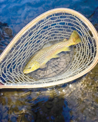 Water Temperatures and Trout