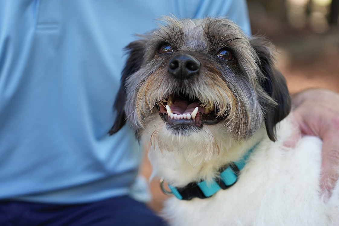 Five Ways to Get Your Pet Ready for Fall – Webb Weekly Online