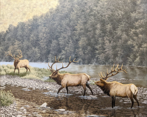 Pennsylvania Elk-Tourist Attraction and Hunting Ambition