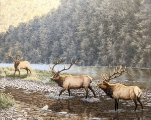 Pennsylvania Elk Growing in Popularity