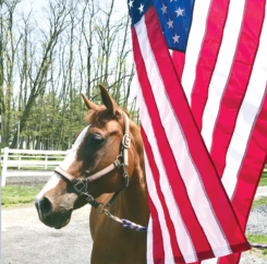 Horses and Heroes Helping Veterans to Overcome Stress and Anxiety