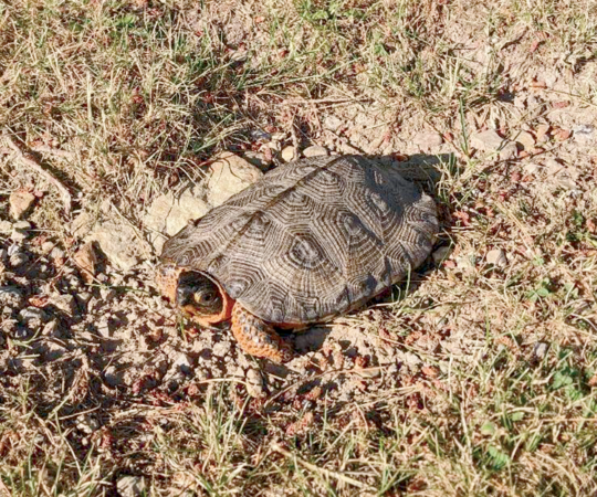 Turtle Crossings