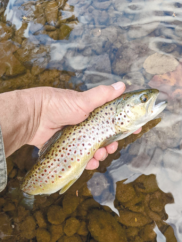 Fishing Dry Flies in November?