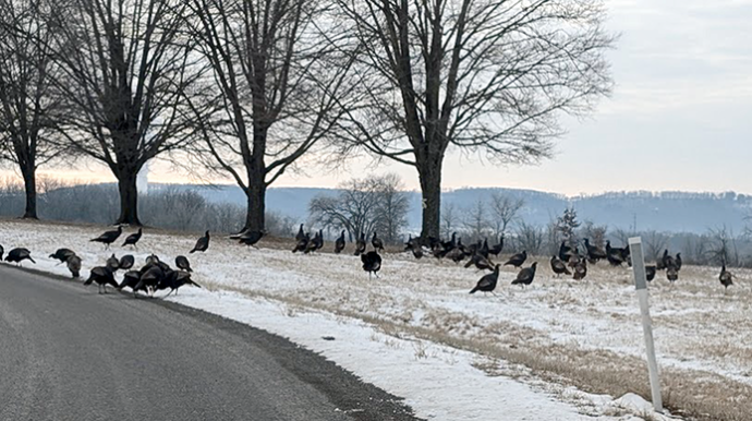 Turkey Sightings