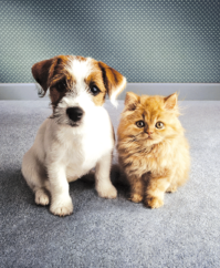 Six Benefits of Spaying and Neutering