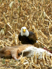Mealtime
