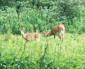 On The Lookout for Fawn Deer