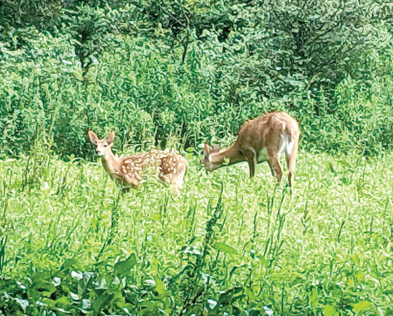 On The Lookout for Fawn Deer