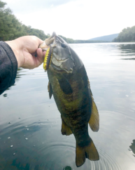 Bass Pro