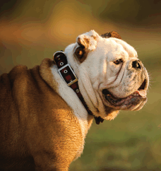 Reduce the Risk of Lost Pets