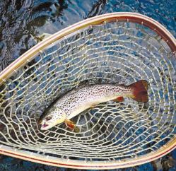 Summer Trout
