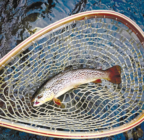 Summer Trout