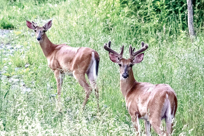 The Roving Sportsman… Pennsylvania Hunting Seasons and Changes for 2025-2026