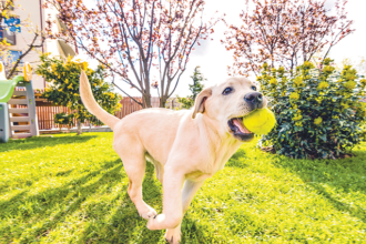 Potential Threats to Pet Health in Your Own Yard