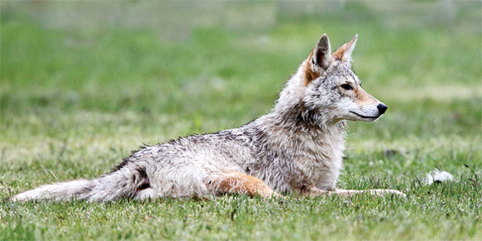 The Elusive Coyote