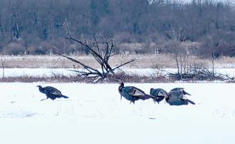 Winter Turkey Sightings
