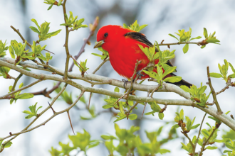 Pennsylvania’s Official Bird