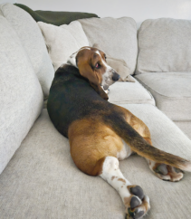 Reduce the Risk of Lost Pets