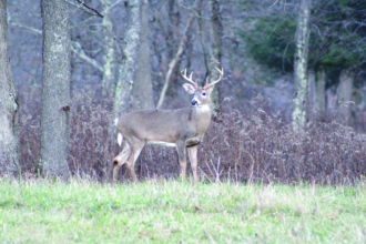 The Roving Sportsman… The Birth of a Food Plot!