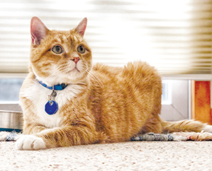 Is Pet Insurance Worth it?