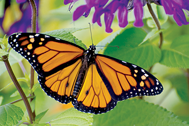 The Roving Sportsman… Helping the Monarch Butterflies