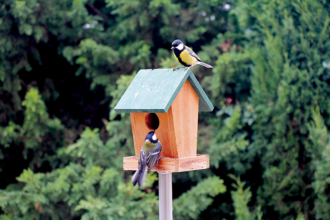 Building a Birdhouse: A Step-by-Step DIY Process